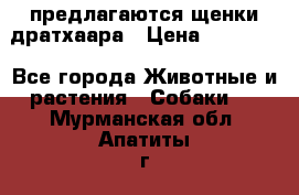 предлагаются щенки дратхаара › Цена ­ 20 000 - Все города Животные и растения » Собаки   . Мурманская обл.,Апатиты г.